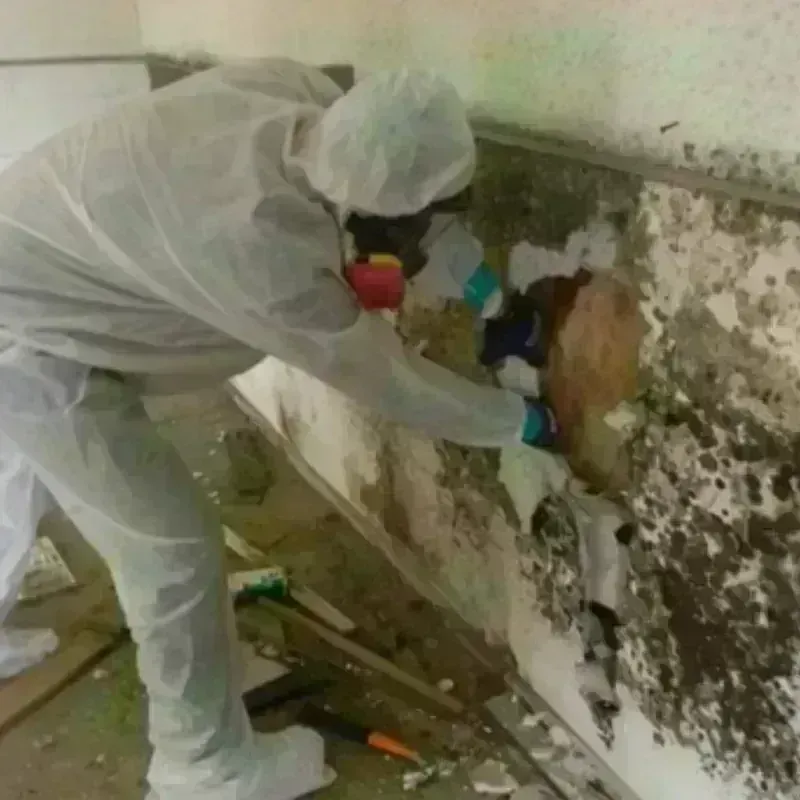 Mold Remediation and Removal in Hubbard, TX